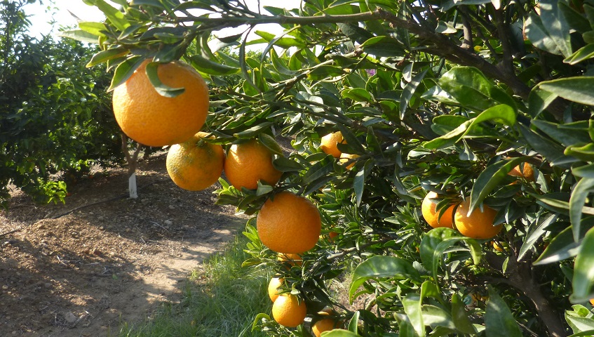 Encara no coneixes les clementines de les Terres de l'Ebre?